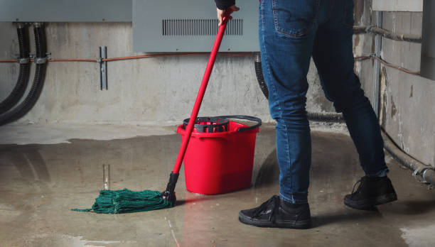 Best Mold removal after water damage  in Imlay City, MI